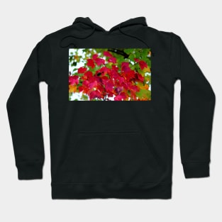 Red Leaves Hoodie